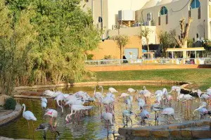 riyadh-national-zoo-saudi-arabia.jpg