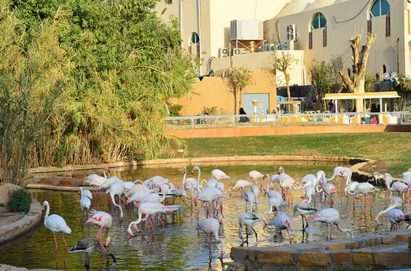 riyadh national zoo saudi arabia