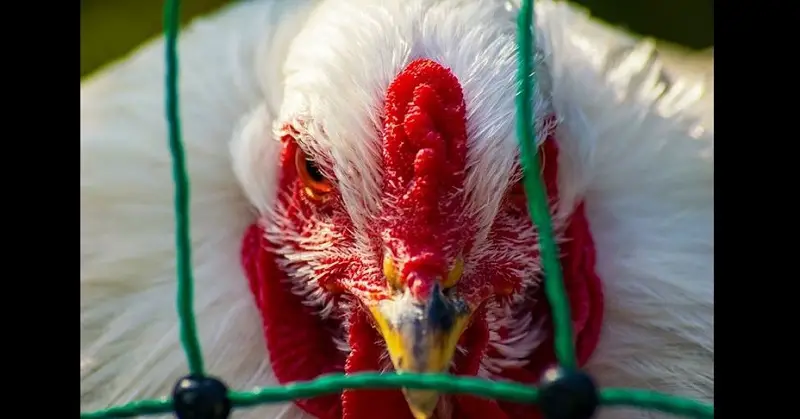 Bird Flu Virus Hits Poultry Farm in Riyadh