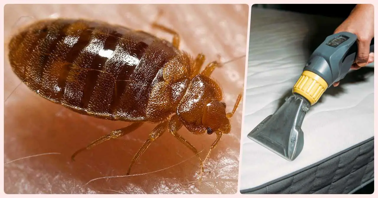 How to Get Rid of Bed Bugs in Saudi Arabia